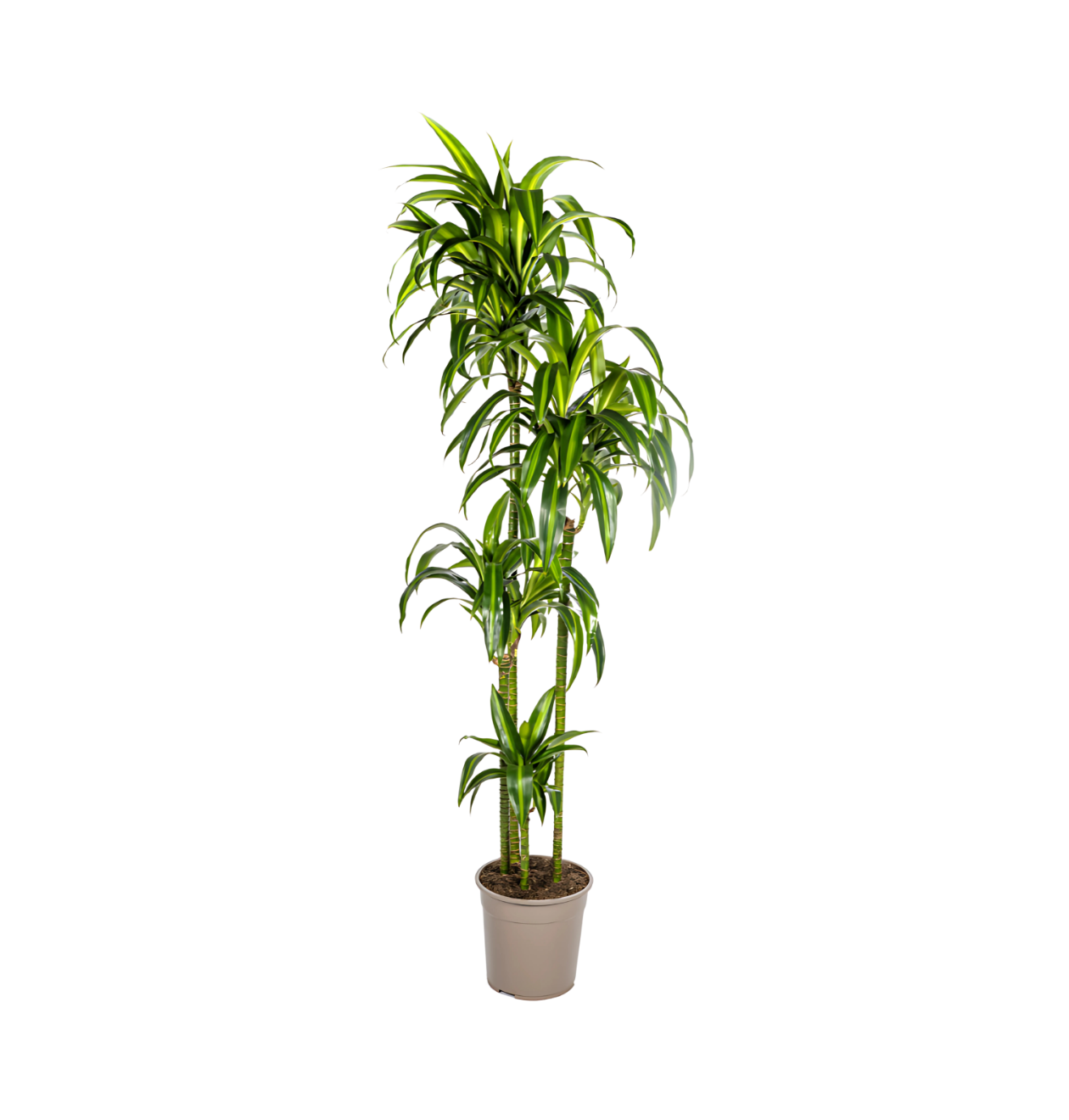 Dracaena Deremensis “Hawaiian Sunshine” | Drachenbaum | +/- 180cm | ø 27cm Topf Dracaena Deremensis “Hawaiian Sunshine” | Drachenbaum | +/- 180cm | ø 27cm Topf von PflanzePlus