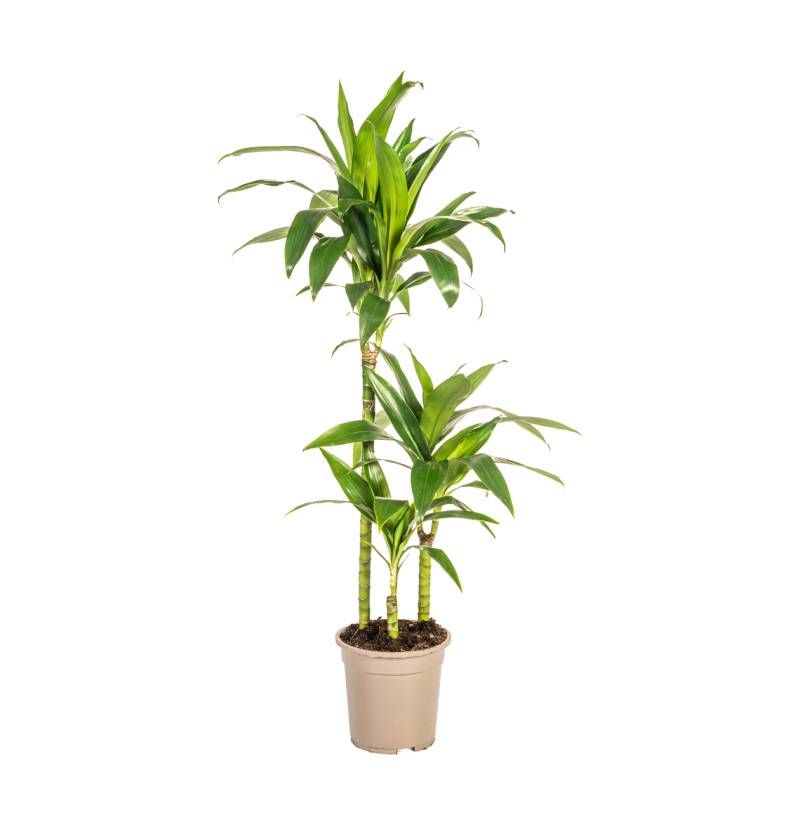 Dracaena Deremensis “Lisa” | Drachenbaum | +/- 100cm | ø 21cm Topf Dracaena Deremensis “Lisa” | Drachenbaum | +/- 100cm | ø 21cm Topf von PflanzePlus