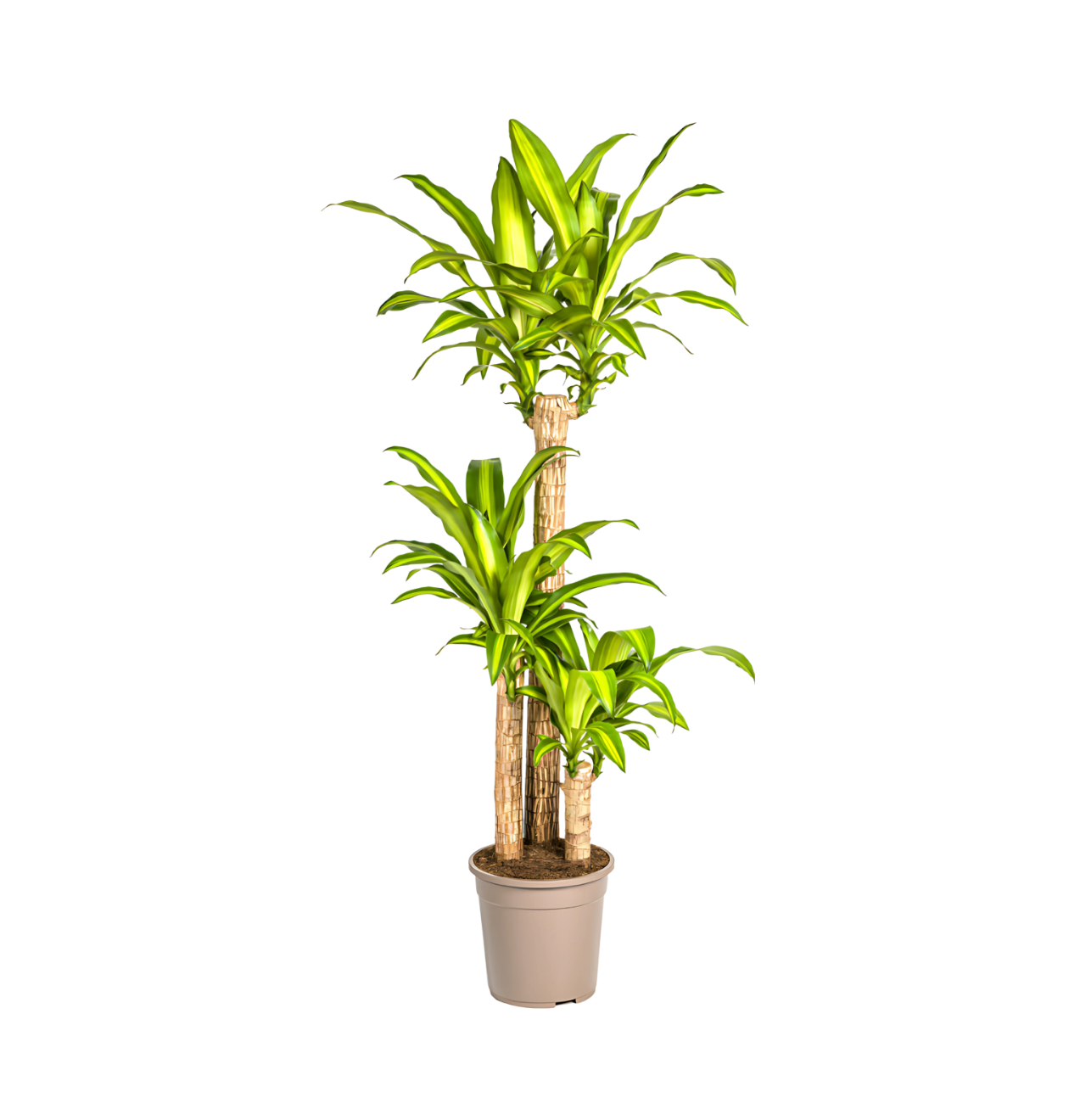 Dracaena Fragrans “Massangeana” | Drachenbaum | +/- 140cm | ø 24cm Topf Dracaena Fragrans “Massangeana” | Drachenbaum | +/- 140cm | ø 24cm Topf von PflanzePlus