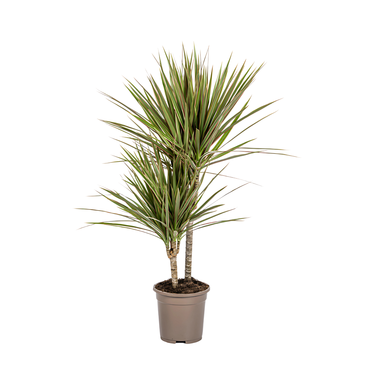 Dracaena Marginata “Bicolor” | Drachenbaum | +/- 60cm | ø 17cm Topf Dracaena Marginata “Bicolor” | Drachenbaum | +/- 60cm | ø 17cm Topf von PflanzePlus