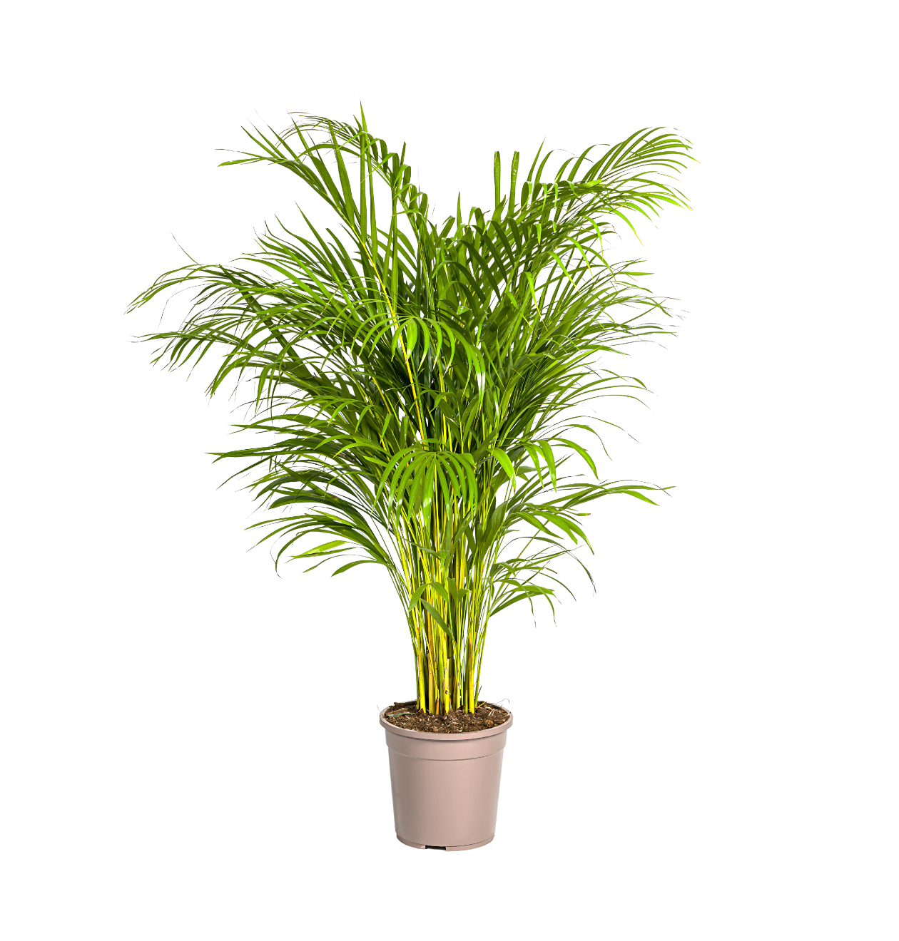 Dypsis Areca Lutescens | Goldfruchtpalme | +/- 140cm | ø 24cm Topf Dypsis Areca Lutescens | Goldfruchtpalme | +/- 140cm | ø 24cm Topf von PflanzePlus