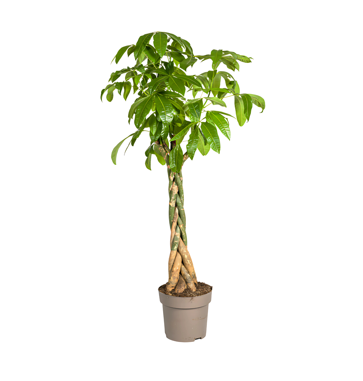 Pachira Aquatica | Glückskastanie | +/- 170-180cm | ø 30cm Topf Pachira Aquatica | Glückskastanie | +/- 170-180cm | ø 30cm Topf von PflanzePlus