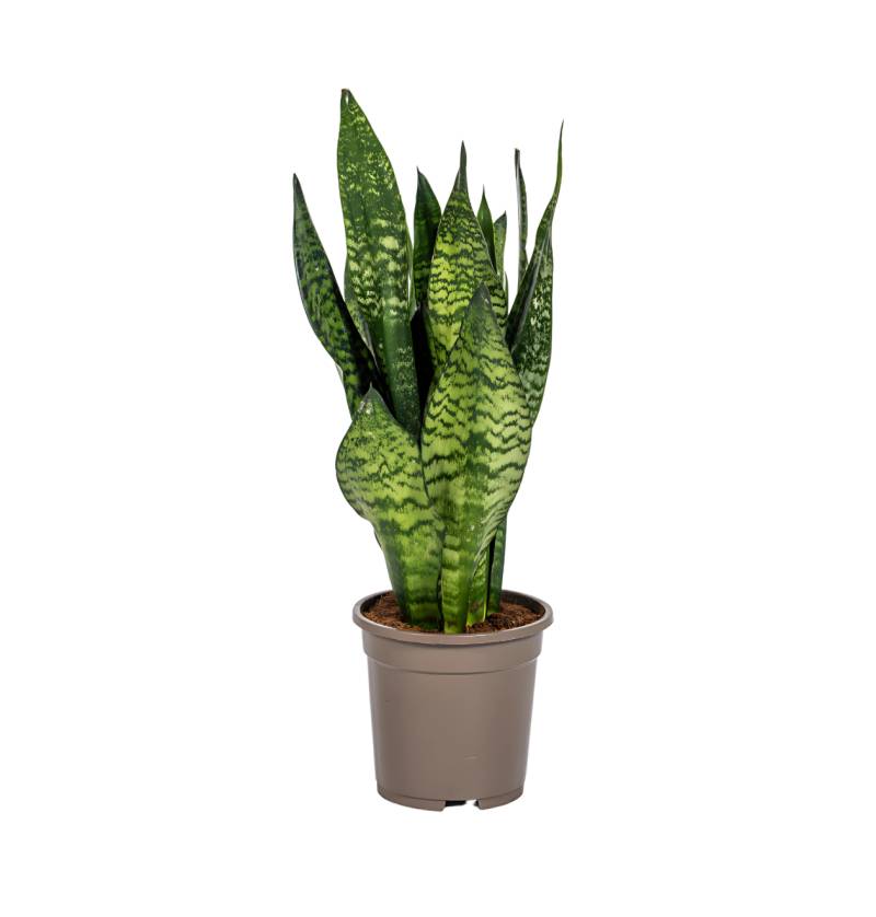 Sansevieria Trifasciata “Zeylanica Compacta” | Bogenhanf | +/- 60cm | ø 17cm Topf Sansevieria Trifasciata “Zeylanica Compacta” | Bogenhanf | +/- 60cm | ø 17cm Topf von PflanzePlus