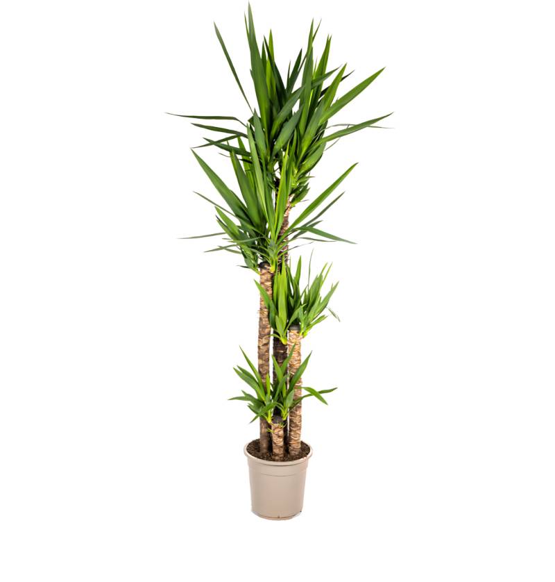 Yucca Elephantipes | Palmlilie | +/- 160cm | ø 27cm Topf von PflanzePlus