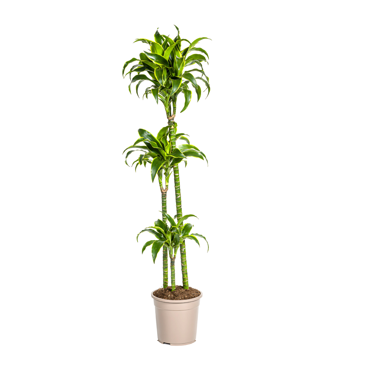 Dracaena Deremensis “Dorado” | Drachenbaum | +/- 130cm | ø 24cm Topf Dracaena Deremensis “Dorado” | Drachenbaum | +/- 130cm | ø 24cm Topf von PflanzePlus
