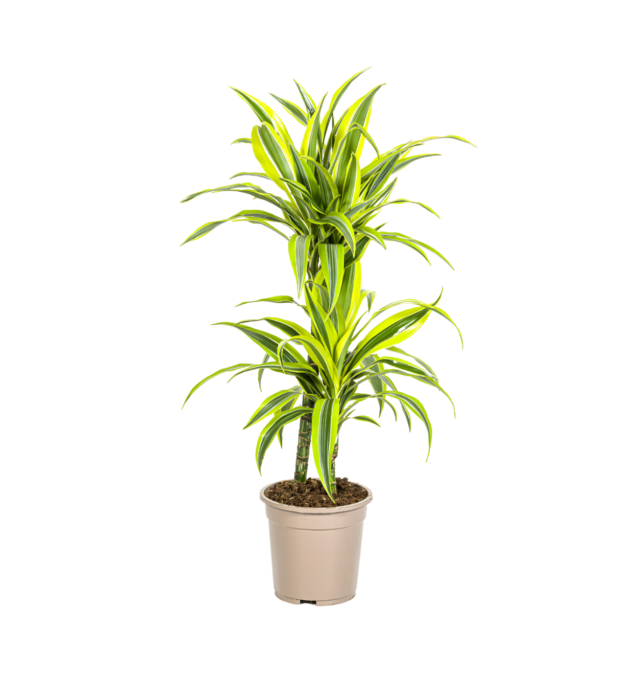 Dracaena Deremensis “Lemon Lime” | Drachenbaum | +/- 80cm | ø 19cm Topf Dracaena Deremensis “Lemon Lime” | Drachenbaum | +/- 80cm | ø 19cm Topf von PflanzePlus