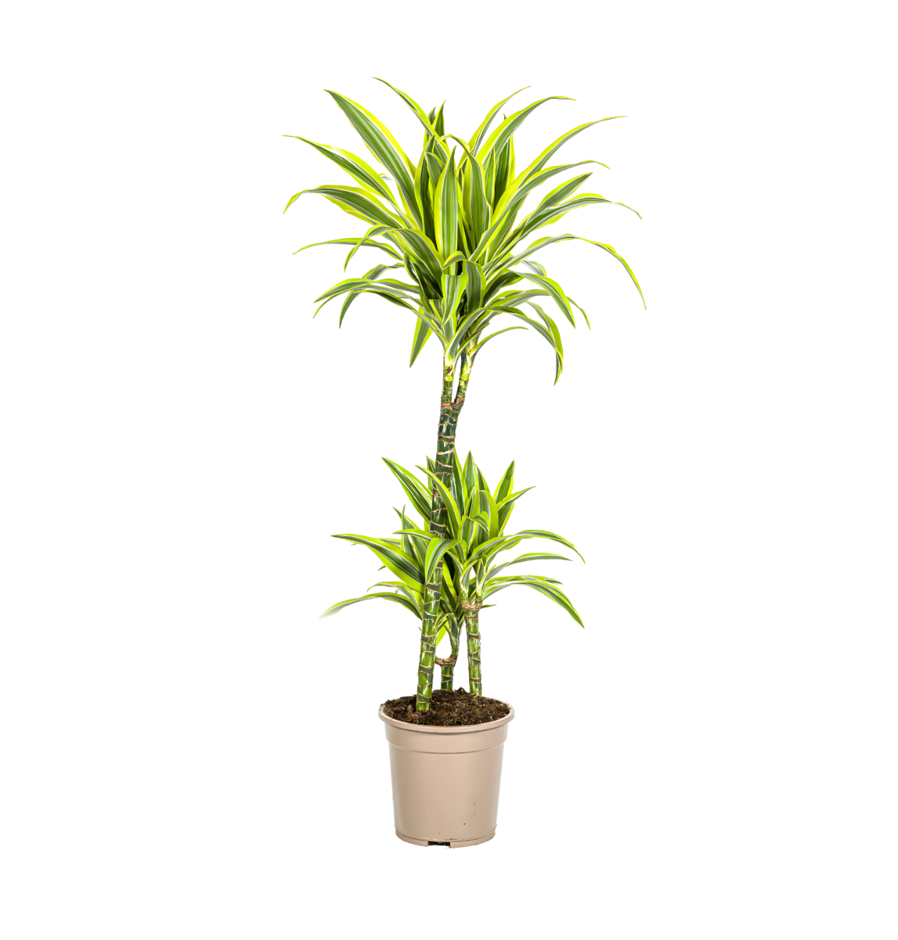 Dracaena Deremensis “Lemon Lime” | Drachenbaum | +/- 100cm | ø 21cm Topf Dracaena Deremensis “Lemon Lime” | Drachenbaum | +/- 100cm | ø 21cm Topf von PflanzePlus