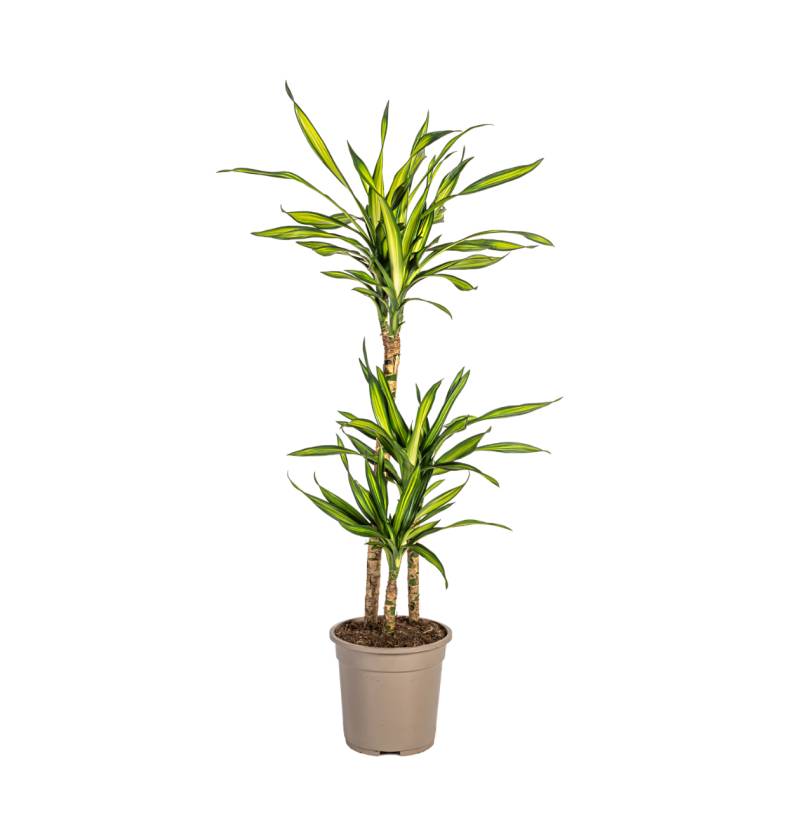Dracaena Deremensis “Rikki” | Drachenbaum | +/- 100cm | ø 21cm Topf von PflanzePlus