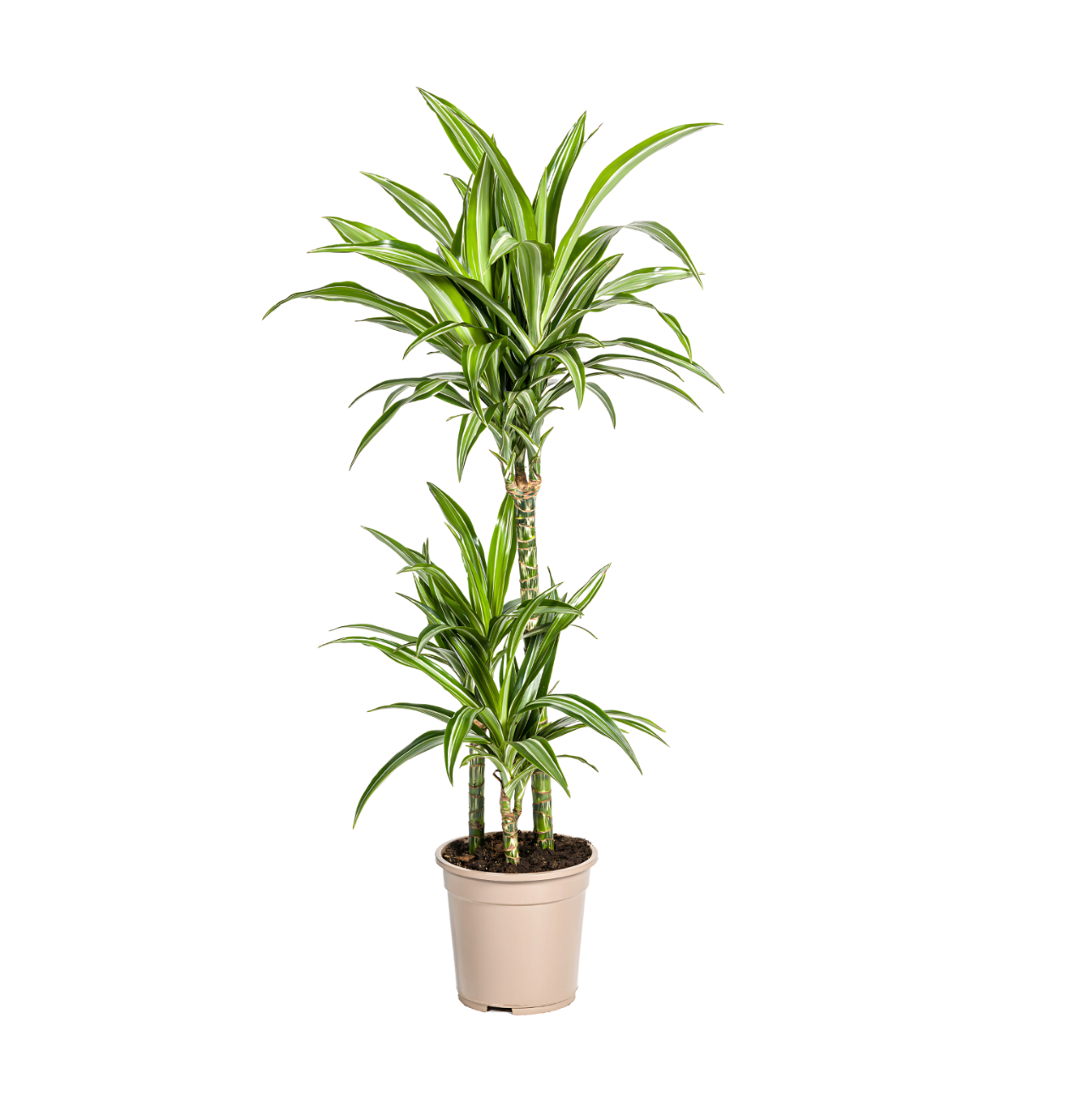 Dracaena Deremensis “White Stripe” | Drachenbaum | +/- 100cm | ø 21cm Topf Dracaena Deremensis “White Stripe” | Drachenbaum | +/- 100cm | ø 21cm Topf von PflanzePlus
