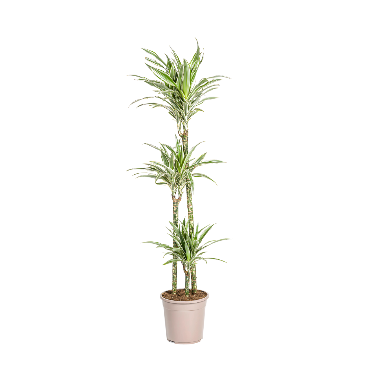 Dracaena Deremensis “White Stripe” | Drachenbaum | +/- 140cm | ø 24cm Topf Dracaena Deremensis “White Stripe” | Drachenbaum | +/- 140cm | ø 24cm Topf von PflanzePlus
