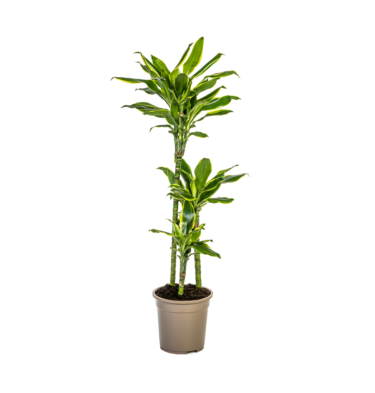 Dracaena Fragrans “Golden Coast” | Drachenbaum | +/- 100cm | ø 21cm Topf Dracaena Fragrans “Golden Coast” | Drachenbaum | +/- 100cm | ø 21cm Topf von PflanzePlus