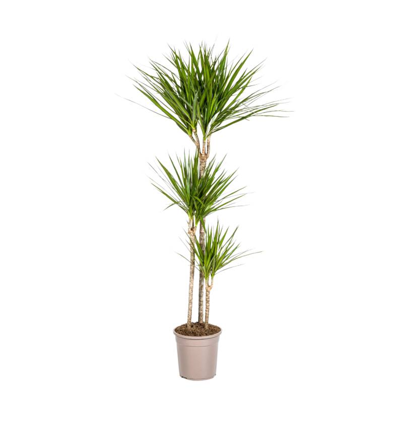 Dracaena Marginata “Green” | Drachenbaum | +/- 140cm | ø 24cm Topf Dracaena Marginata “Green” | Drachenbaum | +/- 140cm | ø 24cm Topf von PflanzePlus