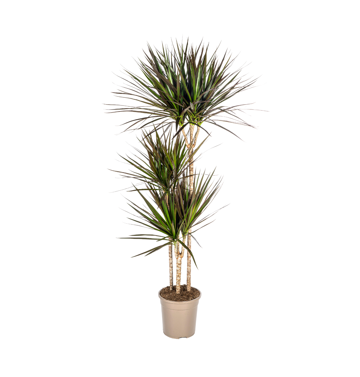 Dracaena Marginata “Magenta” | Drachenbaum | +/- 140cm | ø 24cm Topf Dracaena Marginata “Magenta” | Drachenbaum | +/- 140cm | ø 24cm Topf von PflanzePlus