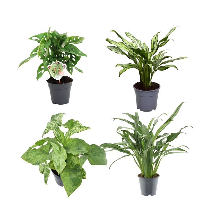 4er-Set “Grünpflanzen” | Monstera Affenblatt | Aglaonema “Miss Juliette” | Aglaonema “Cutlass” | Syngonie | +/- 25-40cm | ø 12cm Topf von PflanzePlus