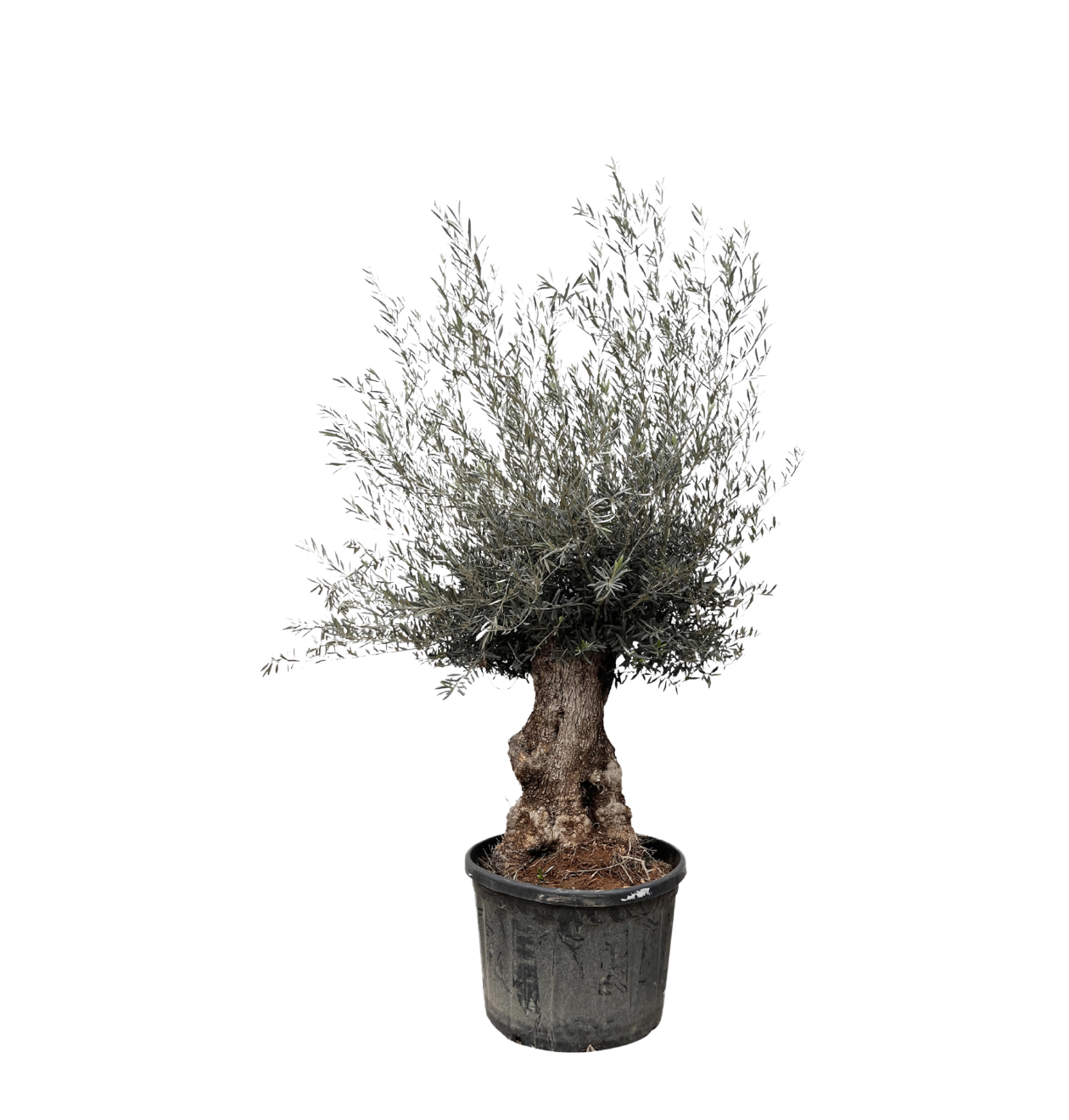 Olea Europaea “Bonsai” | Olivenbaum Bonsai | +/- 225cm | ø 80cm Topf Olea Europaea “Bonsai” | Olivenbaum Bonsai | +/- 225cm | ø 80cm Topf von PflanzePlus
