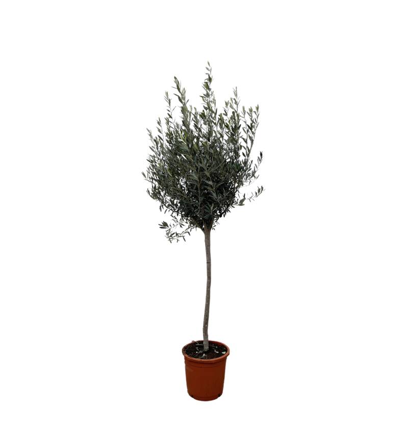 Olea Europaea “Op Stam” | Olivenbaum am Stamm | +/- 160cm | ø 24cm Topf von PflanzePlus