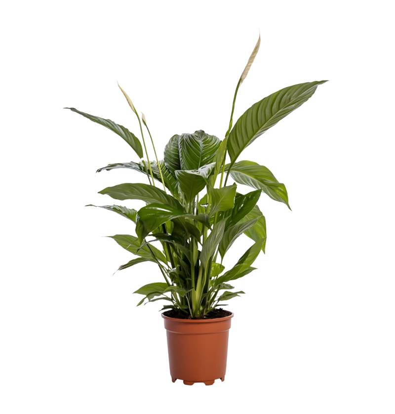 Spathiphyllum “Bingo Cupido” | Einblatt | +/- 80cm | ø 19cm Topf von PflanzePlus