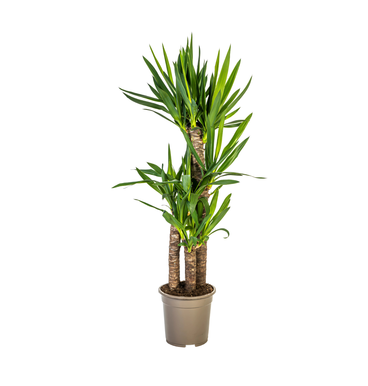Yucca Elephantipes | Palmlilie | +/- 100cm | ø 21cm Topf Yucca Elephantipes | Palmlilie | +/- 100cm | ø 21cm Topf von PflanzePlus