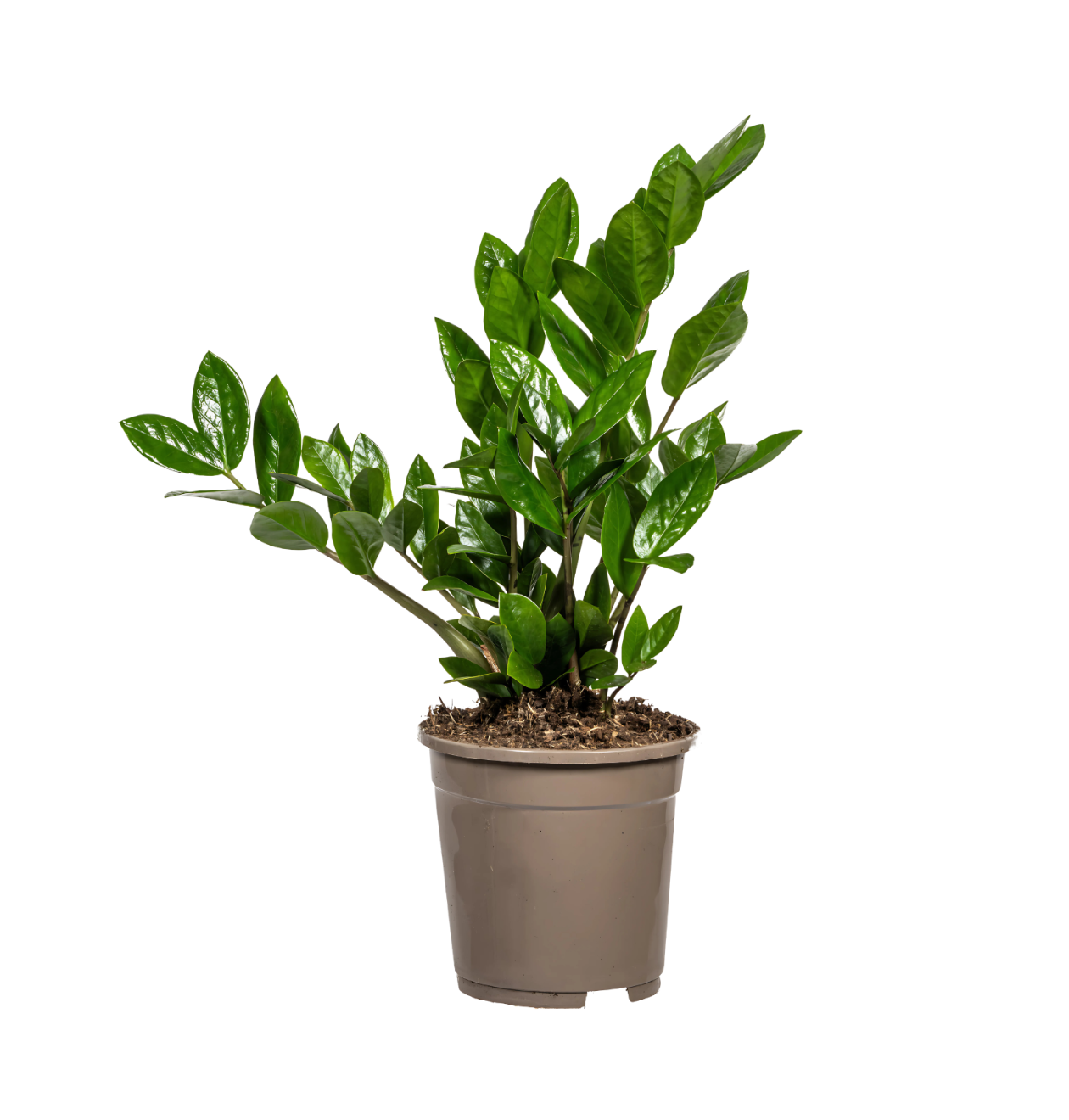 Zamioculcas Zamiifolia | Glücksfeder | +/- 40-50cm | ø 17cm Topf Zamioculcas Zamiifolia | Glücksfeder | +/- 40-50cm | ø 17cm Topf von PflanzePlus