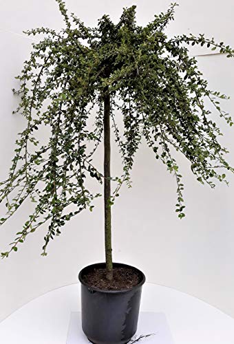 Cotoneaster congestus - Stamm, Zwergmispel, Höhe: 120 cm + Dünger von Pflanzen Böring Cotoneaster congestus