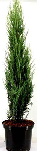 2 x blauer Raketenwacholder, Höhe: 120-130 cm, Juniperus Blue Arrow, Wacholder + Dünger von Pflanzen Böring Juniperus scopulorum Blue Arrow