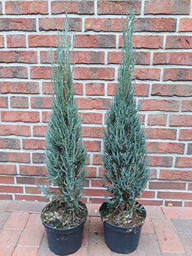 4 Stück Raketenwacholder, Wacholder, blau, Juniperus scopulorum Blue Arrow (Höhe: 90-100 cm) + Dünger von Pflanzen Böring Juniperus scopulorum Blue Arrow