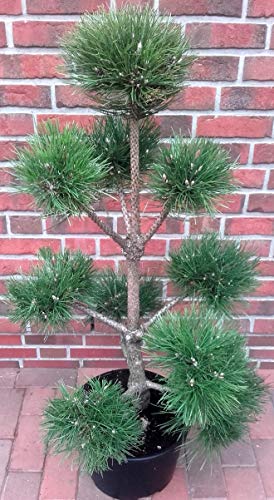 Kiefer - Gartenbonsai, Formpflanze, Pinus sylvestris (Höhe: 110-120 cm) inkl. Dünger von Pflanzen Böring Pinus nigra nigra