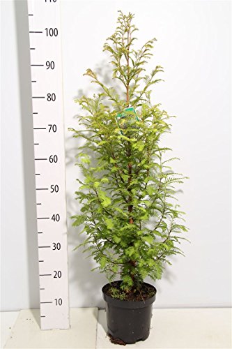 1 Mammutbaum (Höhe: 100-110 cm), Metasequoia, Pflanze + Dünger von Pflanzen Böring