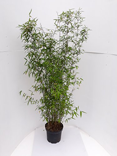 1 Stück Bambus, 110-120 cm, Fargesia Jiuzhaigou Genf, winterhart und sonnenfest + Dünger von Pflanzen Böring