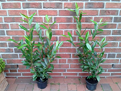 10 Kirschlorbeer Pflanzen, Höhe: 60-70 cm ab Topf, Prunus Caucasica von Pflanzen Böring