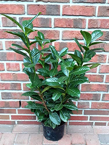 10 Kirschlorbeer Pflanzen, Prunus Novita, Höhe: 60-70 cm ab Topfoberkante von Pflanzen Böring