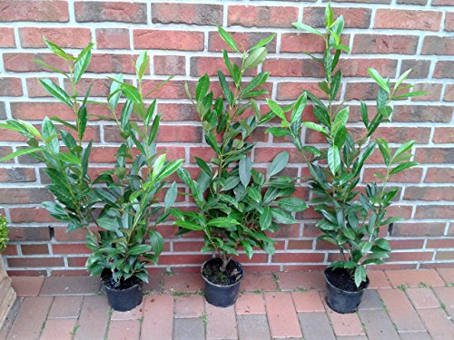 10 Stück Kirschlorbeer - Pflanzen, Prunus laurocerasus Caucasica, Höhe: 80-100 cm, Topfvolumen: 3 Liter von Pflanzen Böring
