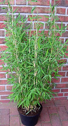 2 Stück Bambus, Höhe: 110-120 cm, Fargesia murielae Jumbo, winterharte Bambuspflanzen von Pflanzen Böring
