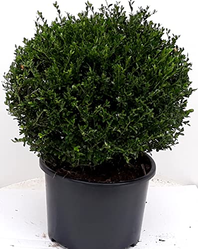 2 Stück Ilex crenata Glorie Gem, Kugel, Durchmesser: 30-35 cm, Alternative Buchsbaum + Dünger von Pflanzen Böring