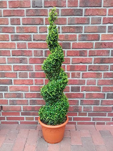 2 x Buchsbaum Spirale, Höhe: 100-110 cm, Bonsai, Buxus Formschnitt ! von Pflanzen Böring