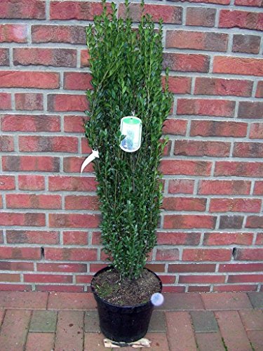 2 x Säulen Ilex, Höhe: 110-120 cm, Ilex Fastigiata, ähnlich BUCHSBAUM von Pflanzen Böring