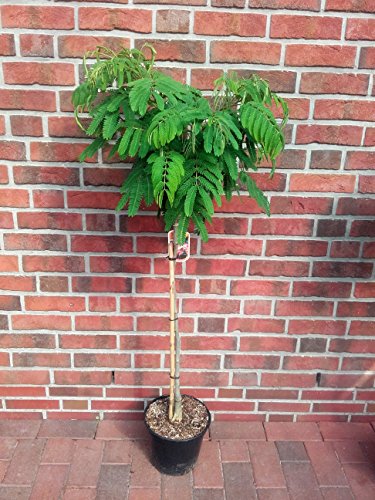 Albizia julibrissin Ombrella, Seidenbaum, Schlafbaum, Seidenakazie, Höhe: 180-190 cm + Dünger Albizia julibrissin Ombrella, Seidenbaum, Schlafbaum, Seidenakazie, Höhe: 180-190 cm + Dünger von Pflanzen Böring