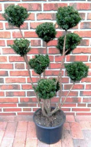 Eibe, Taxus media Hillii - Gartenbonsai, Höhe: 120-130 cm + Dünger von Pflanzen Böring