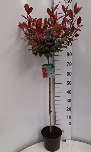 Glanzmispel Stämmchen, Photinia Little Red Robin, 120-130 cm von Pflanzen Böring