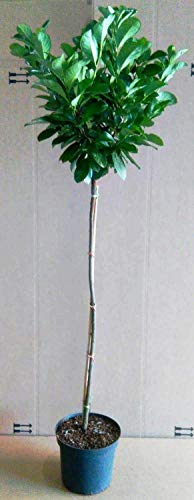 Kirschlorbeer Hochstamm - Prunus Rotundifolia, Höhe: 170-180 cm, immergrün + Dünger von Pflanzen Böring