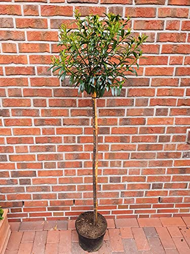 Kirschlorbeer- Stämmchen, Prunus laurocerasus Sofia (Höhe: 170-180 cm), immergrün + Dünger von Pflanzen Böring