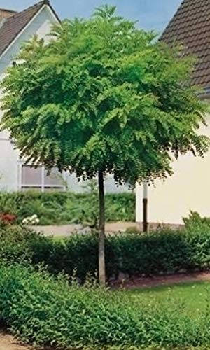 Kugel Akazie, Höhe: 180-190 cm, Kugel Robinie, Robinia Umbraculifera + Dünger von Pflanzen Böring