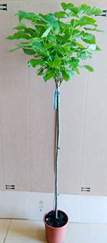 Kugel-Trompetenbaum, Catalpa bignonioides Nana, 170-180 cm + Dünger von Pflanzen Böring