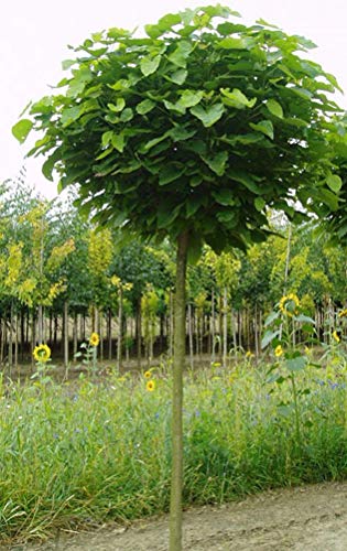 Kugel-Trompetenbaum, Catalpa bignonioides Nana, Höhe: 180-190 cm + Dünger von Pflanzen Böring