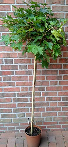 Kugelahorn, Ahorn, Sorte: Globosum, Gesamthöhe: 180-190 cm (Stammhöhe: 130 cm) + Dünger von Pflanzen Böring