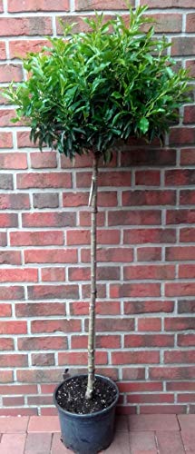 Lorbeer-Kirsche, Stämmchen: 180-190 cm, Prunus lusitanica Angustifolia, winterhart und immergrün + Dünger von Pflanzen Böring