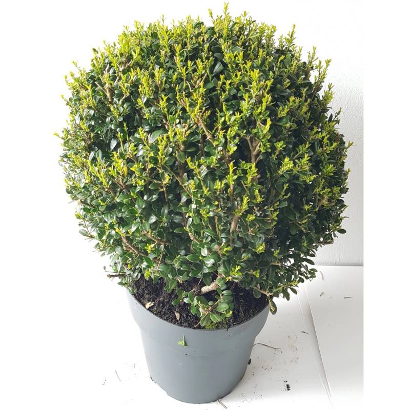 Pflanzen-Boering 2 Stück Ilex Glorie Gem-Kugel Durchmesser 30-35 cm von Pflanzen-Boering
