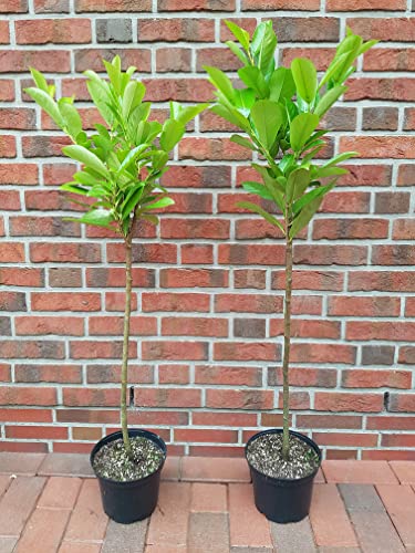 Pflanzen Böring 2 Stück Kirschlorbeer-Stämmchen, Prunus l. Rotundifolia (Höhe: 120-130 cm), immergrün und winterhart + Dünger von Pflanzen Böring