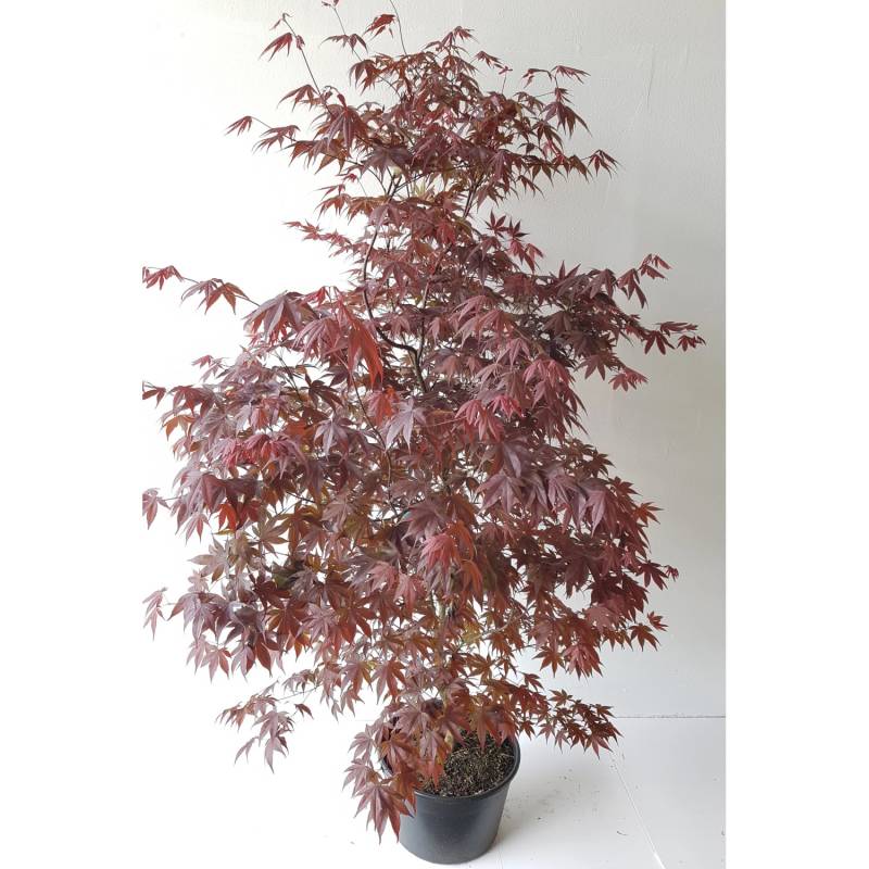Pflanzen-Boering Acer Palmatum Atropurpureum Gesamthöhe 170-180 cm Roter Fächerahorn von Pflanzen-Boering