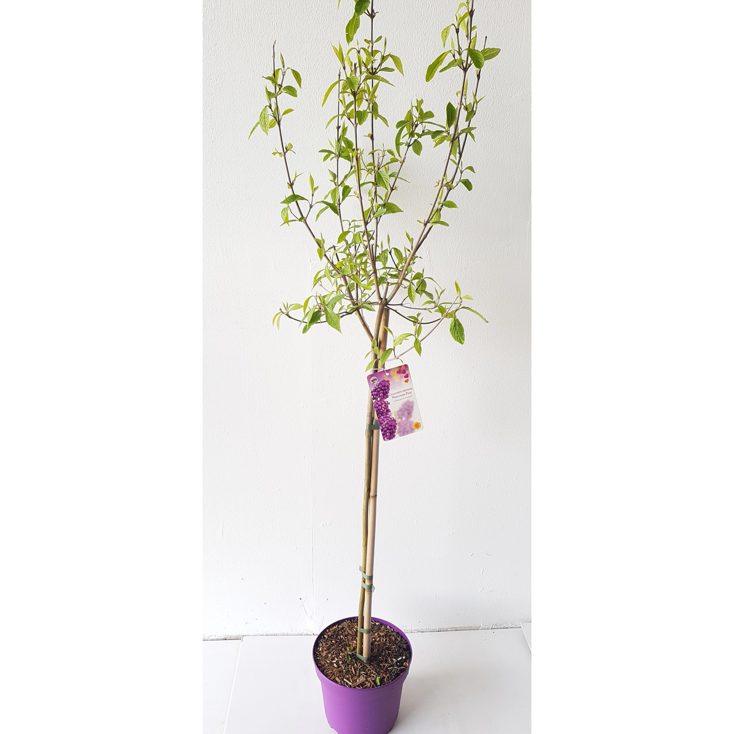 Pflanzen-Boering Callicarpa Profusion-Stämmchen 80 cm Schönfrucht Liebesperlenstrauch Gesamthöhe 130-140 Pflanzen-Boering Callicarpa Profusion-Stämmchen 80 cm Schönfrucht Liebesperlenstrauch Gesamthöhe 130-140 von Pflanzen-Boering